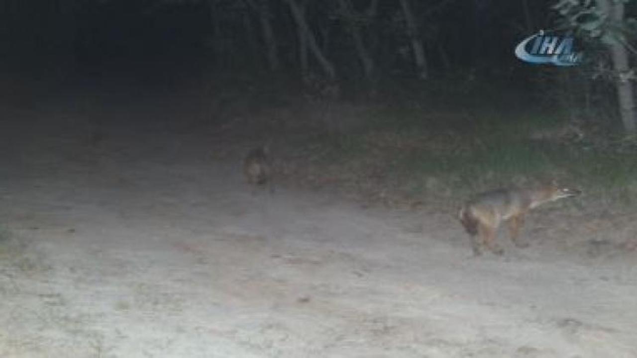 Ger&ccedil;ek ortaya &ccedil;ıktı! Atları k&ouml;pekler yemiş