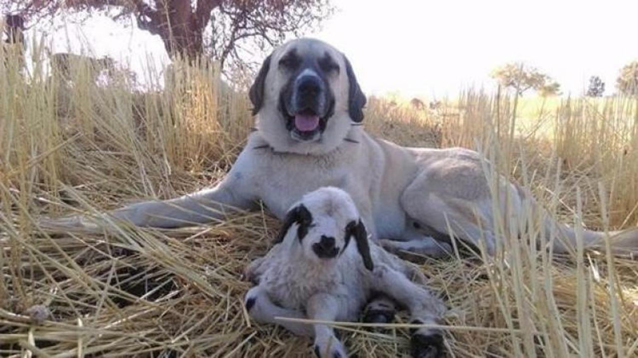 &Ouml;lmesin diye sabaha kadar başında bekledi