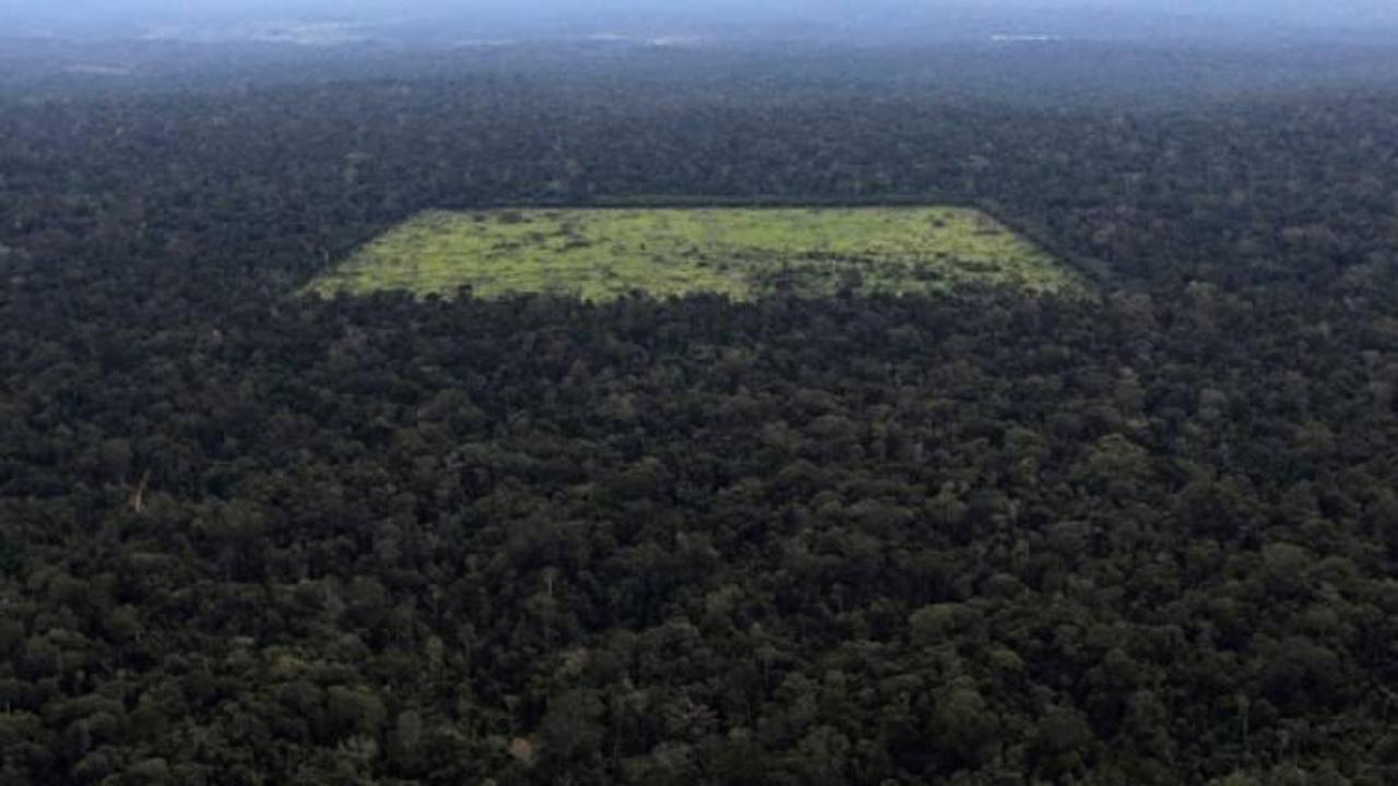 Amazon'da dünyanın en büyük ağaçlandırma projesi