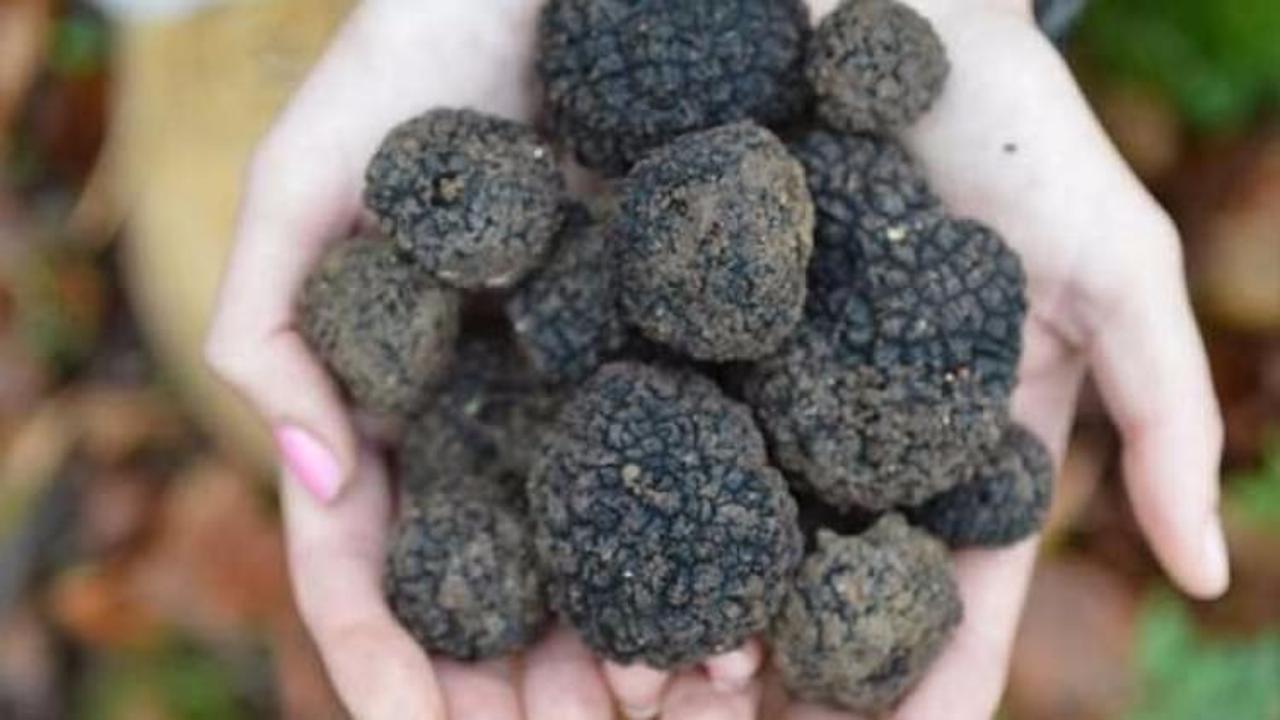 D&uuml;nyanın en pahalısı! T&uuml;rkiye'de yetişiyor