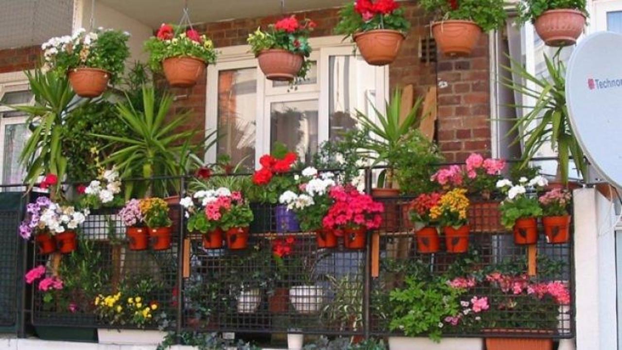 Evde bitki nasıl bakılır?