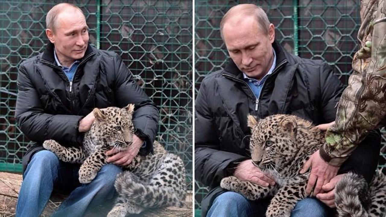 Putin'in koruma altına aldığı leopar yakalandı  