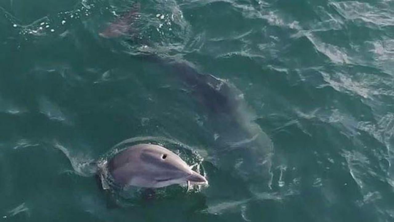 Yunusların Boğaz'daki müthiş görüntüsü