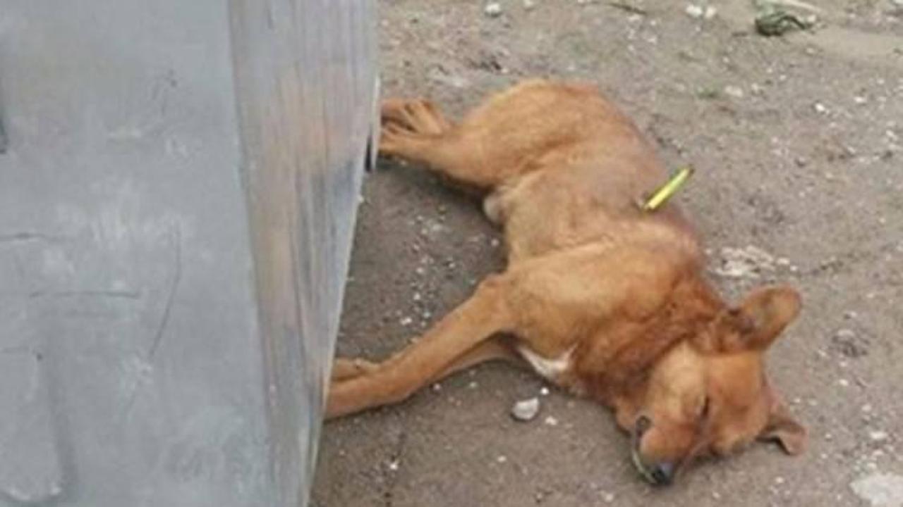 K&ouml;peklerin &ouml;ld&uuml;r&uuml;lmesine soruşturma