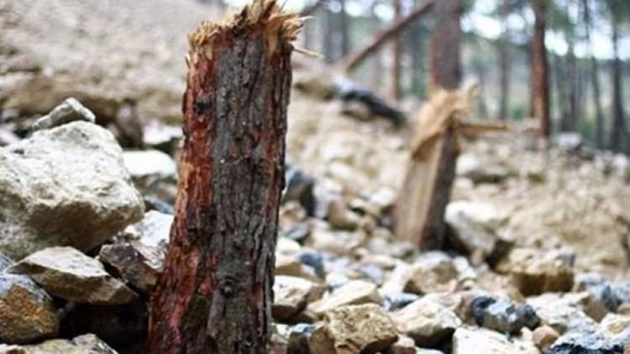 Moloz ve kayalar onlarca ağacı yerle bir etti
