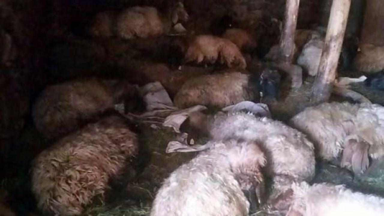 Ahıra girince şok oldu! Koyunlar zehirlendi