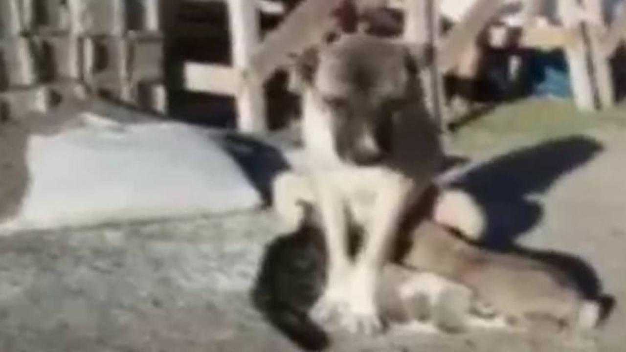 Kangal k&ouml;peği yavru kediye annelik yapıyor