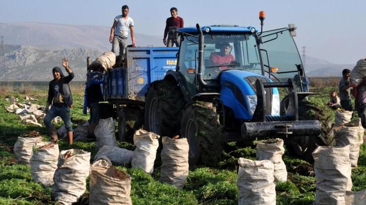 Kırıkhan&rsquo;da havu&ccedil; hasadı başladı