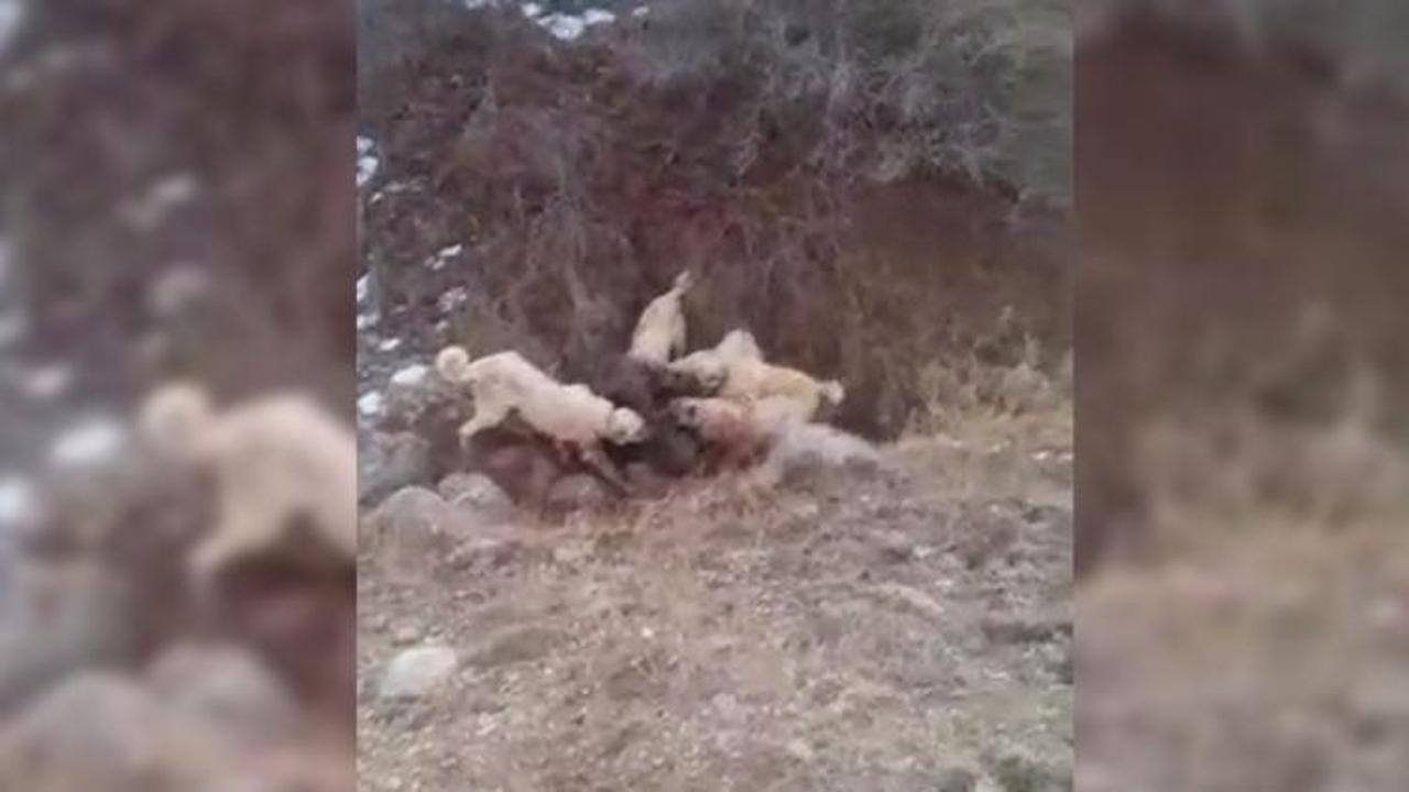 S&uuml;r&uuml;ye saldıran domuzu kangal k&ouml;pekleri boğdu