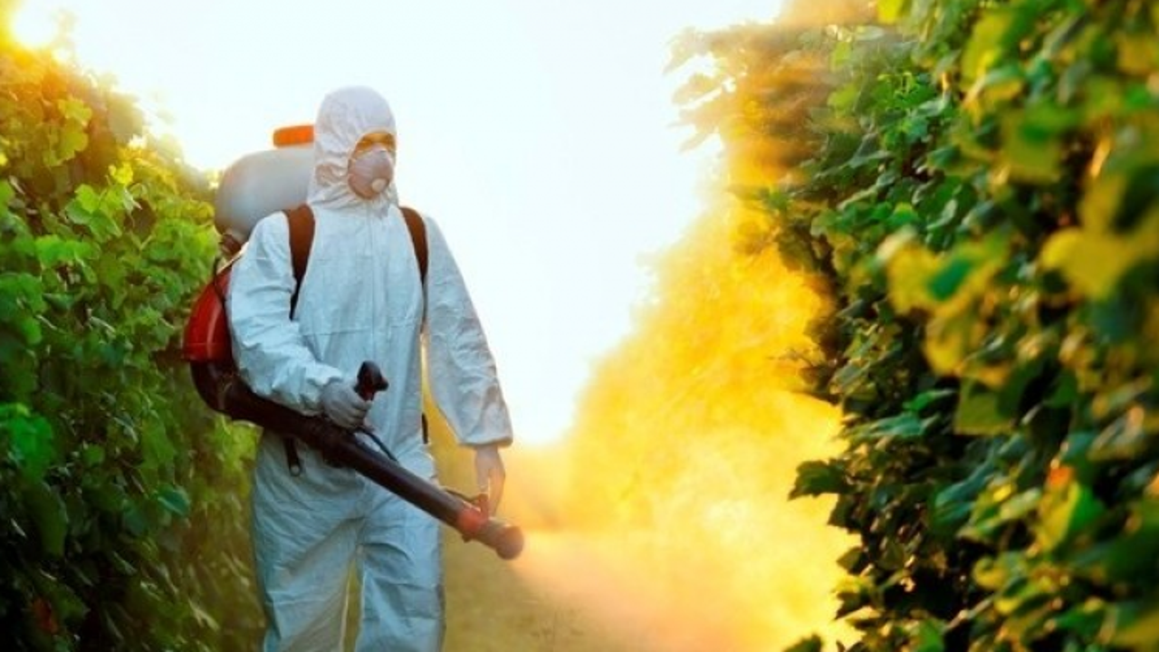 Uzmanlar açıkladı! Pestisit bulunan besinler nelerdir? 