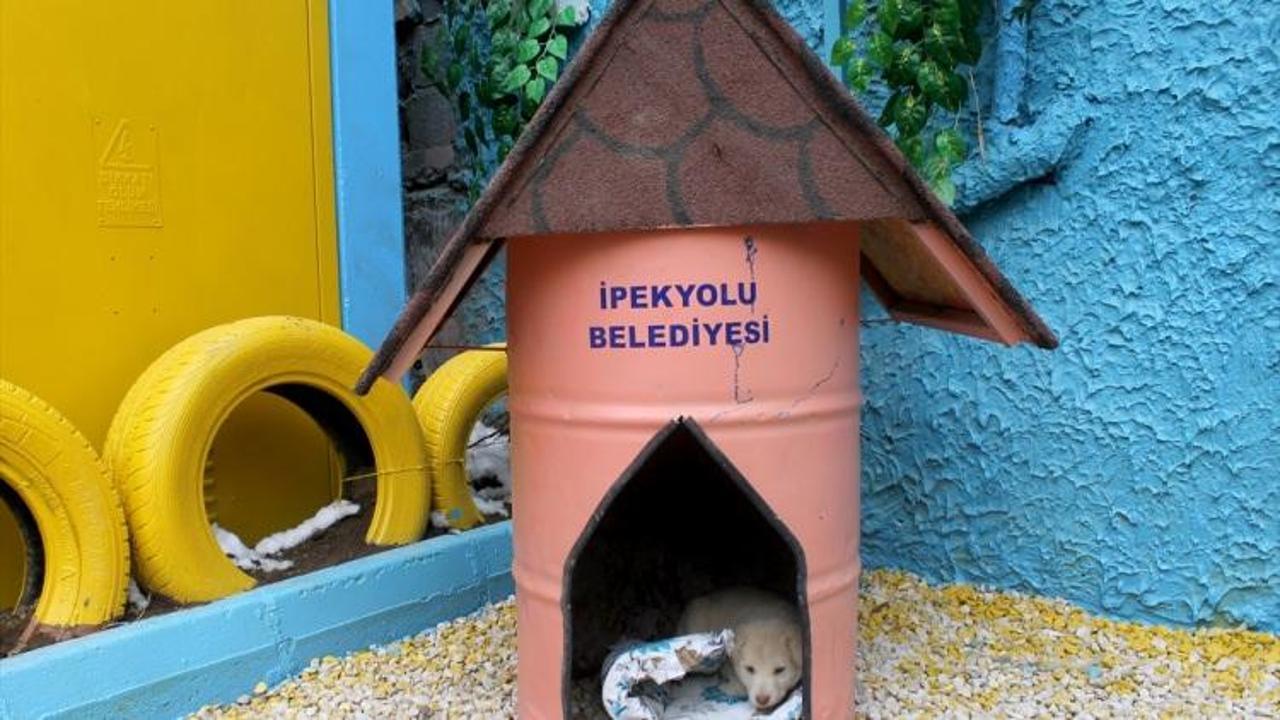 Çöp bidonları sokak köpekleri için yuvaya dönüştürüldü