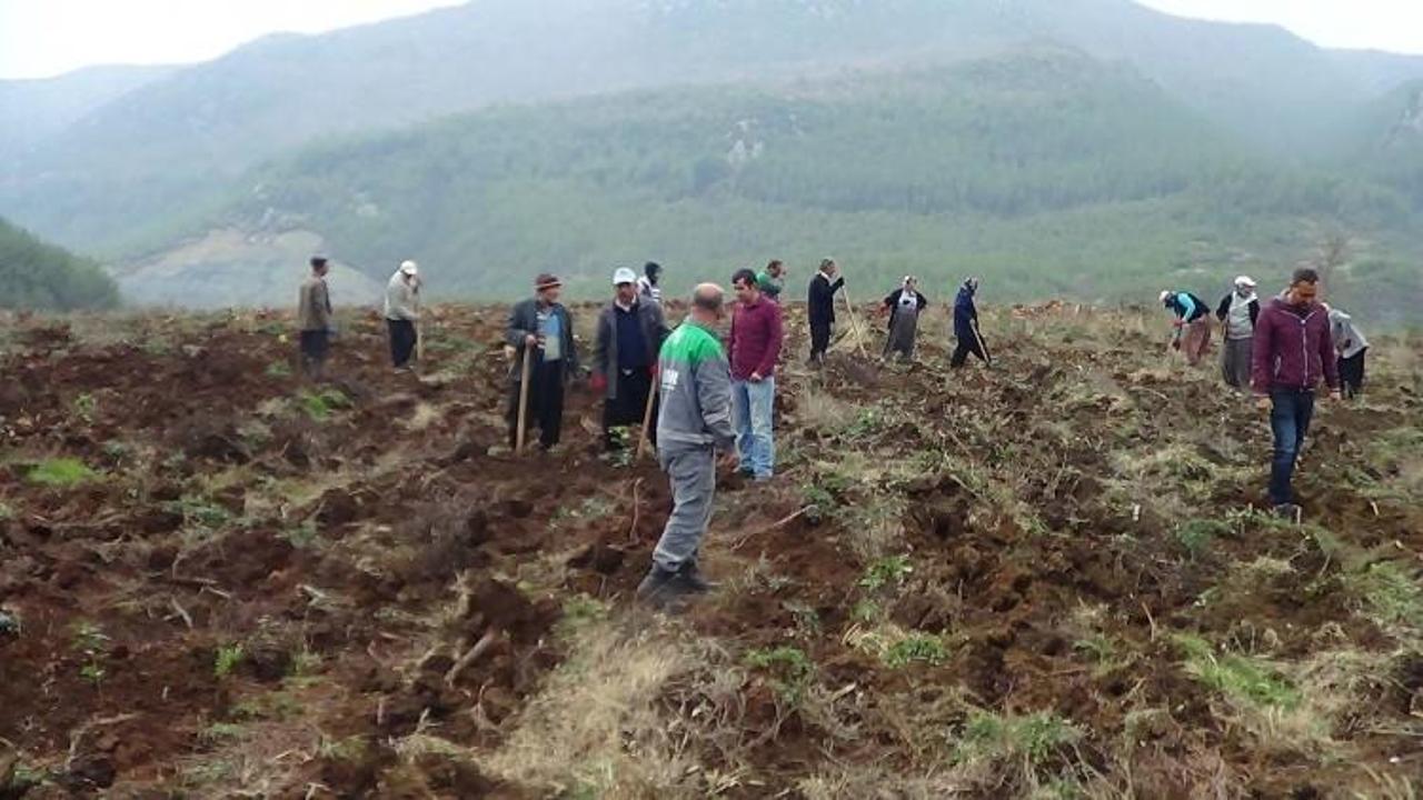 Bu orman para basacak! Yılda 600 bin euro...