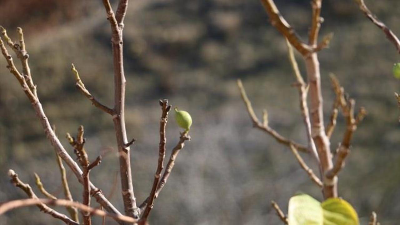 Kış mevsiminde meyve veren ceviz ağacı ilgi odağı oldu