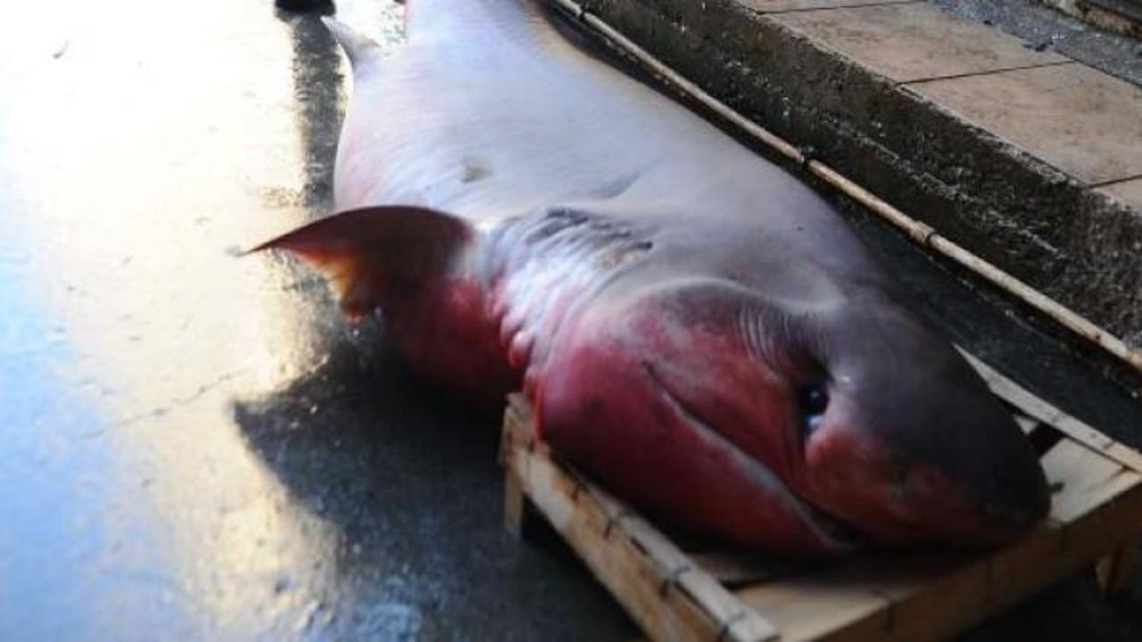 Mersin'de yakalandı! 4 metre boyunda...