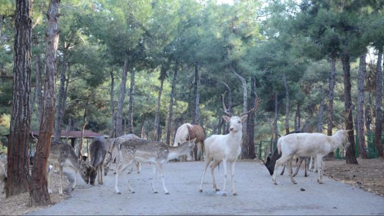 Türkiye'de ilk! Ziyaretçi akınına uğruyor