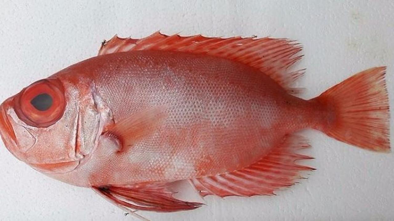 T&uuml;rkiye'de ilk defa g&ouml;r&uuml;ld&uuml;! Mandag&ouml;z...