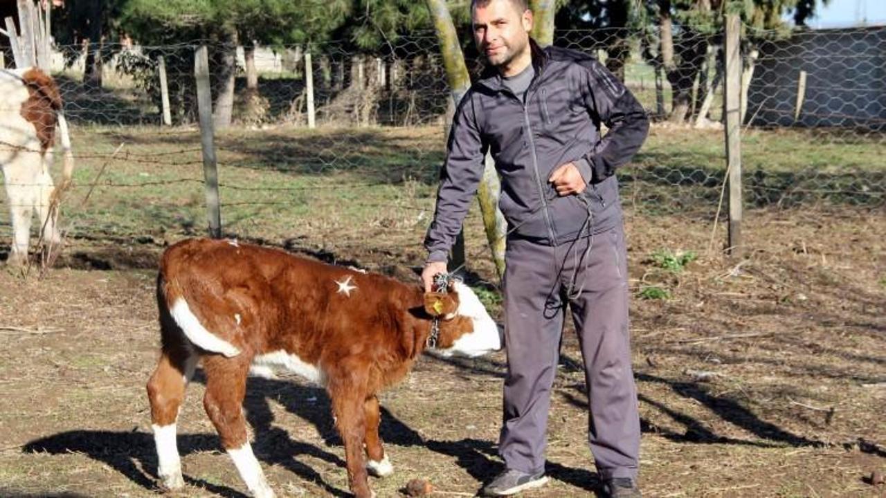 Bu buzağının fiyatı 1 milyon dolar! Şaşıracaksınız