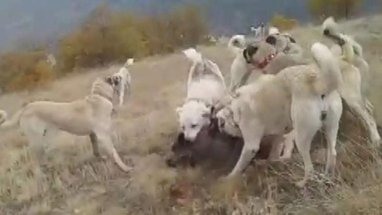 Kangallar domuza ge&ccedil;it vermedi! Parampar&ccedil;a ettiler