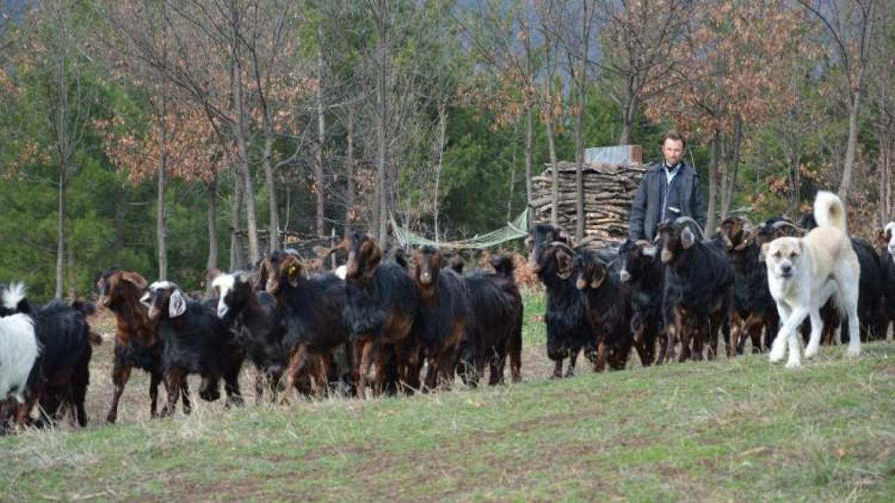 Tokat'ta 90 gebe ke&ccedil;i kayıplara karıştı!