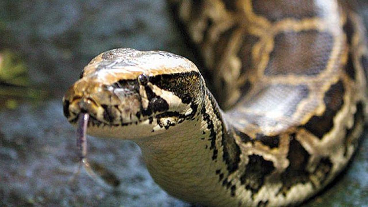 AVM'de yılan ihbarı alındı! Faturası b&uuml;y&uuml;k oldu