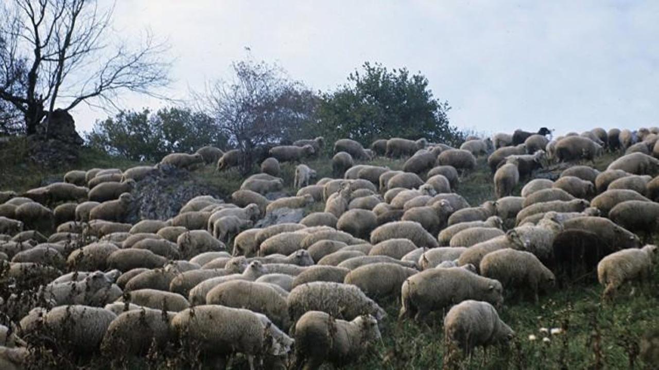 ABD üssünde koyun sürüsü tehdidi
