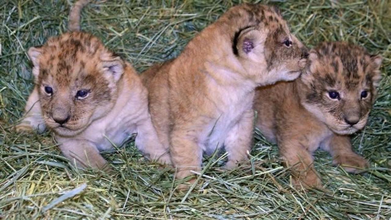 İsveç'te 9 aslan yavrusu masraf yüzünden öldürüldü
