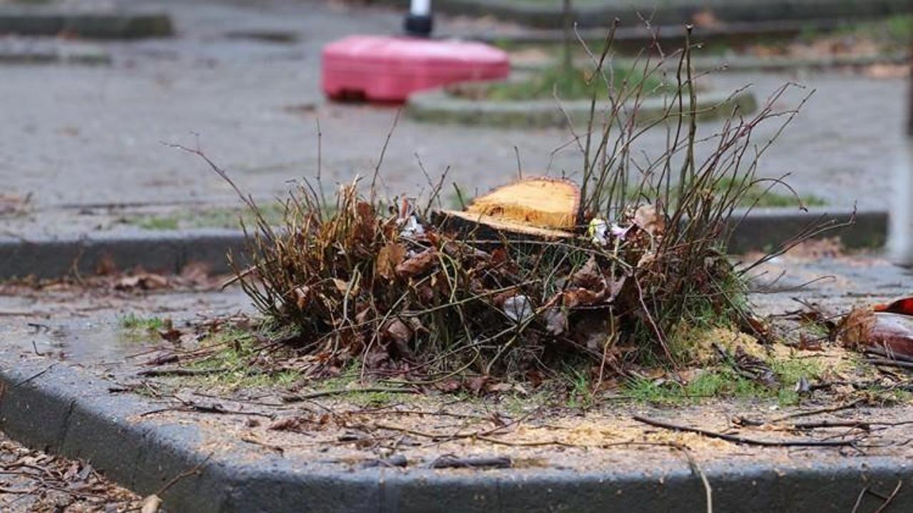 Parktaki &ccedil;ınar ağacını kesenler yandı!