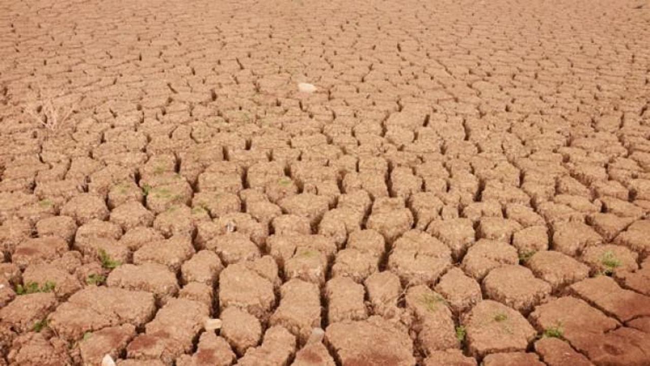 Şaşırtan manzara! Mevsimler karıştı...