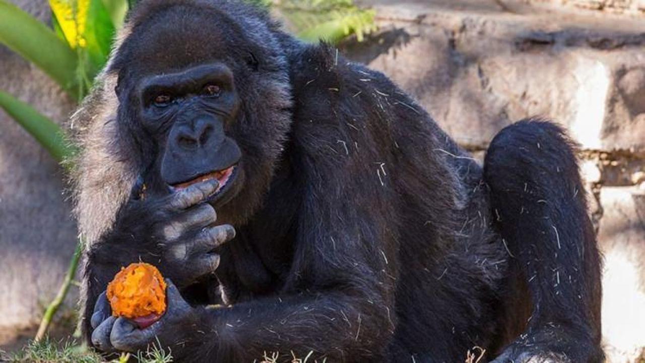 Bilim insanları şaştı: Gorillerin corona virüsü testi pozitif çıktı