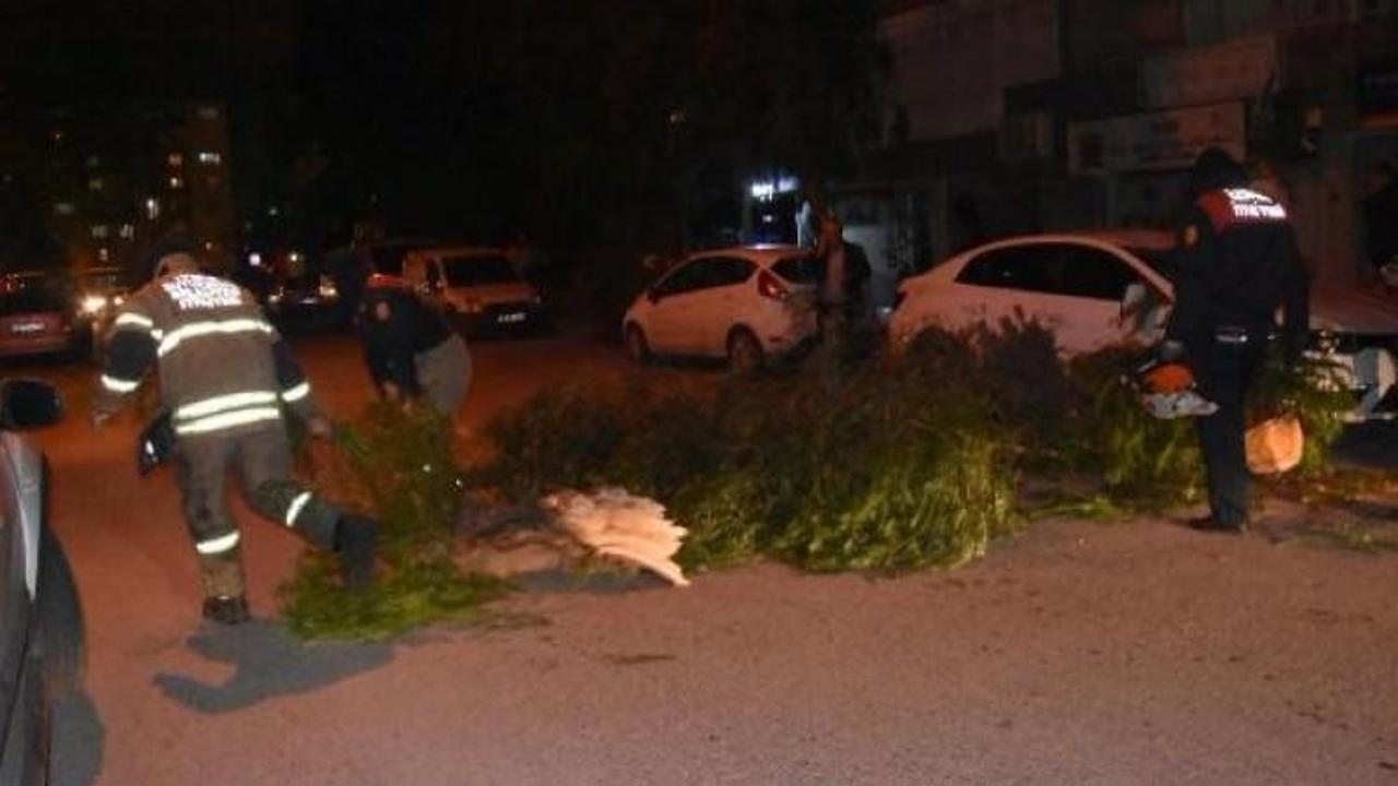 İzmir'de, şiddetli rüzgar ağaçları devirdi