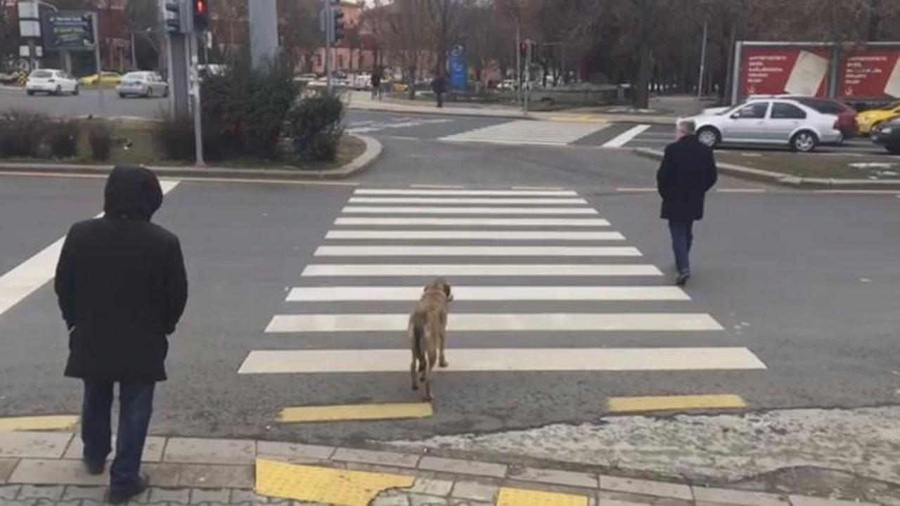 K&ouml;pek kırmızı ışıkta bekledi, yaya ge&ccedil;ti!