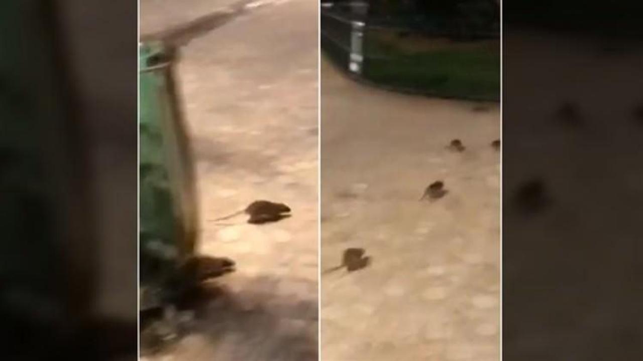 Paris'i fareler bastı