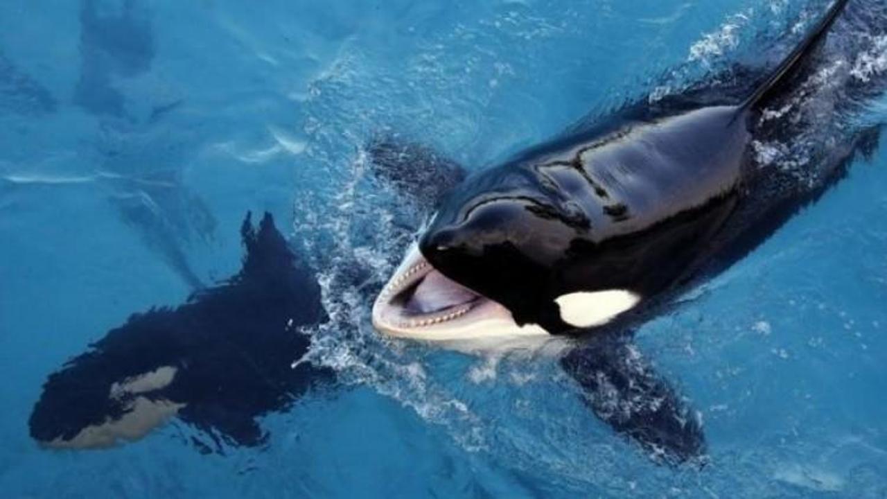 Bu katil balina dünyada bir ilk!