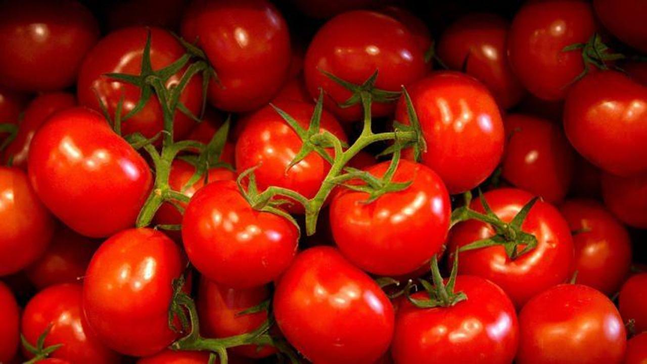 Rusya'dan yeni domates açıklaması: Gerek yok