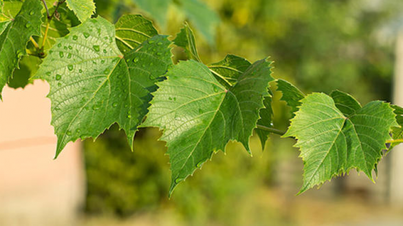 Asma yaprağının faydaları nelerdir? Asma yaprağı kürü nasıl yapılır?