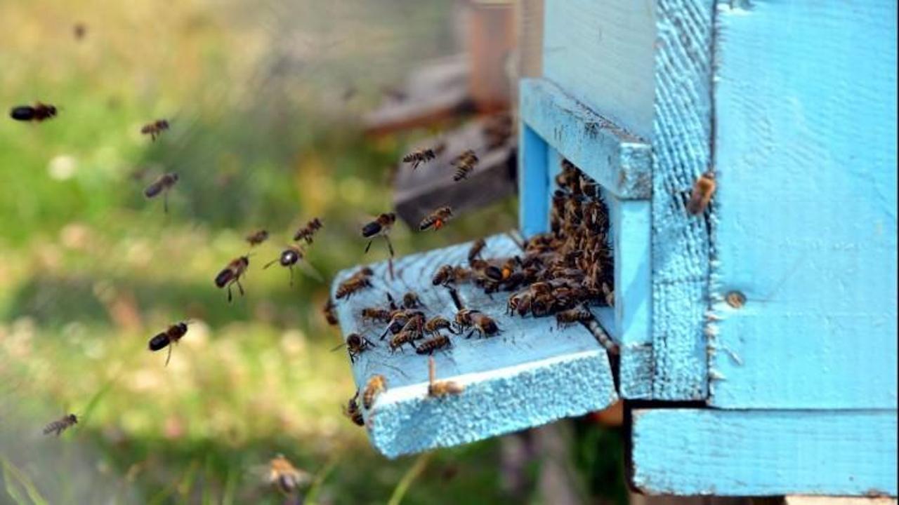 Kovanlarına takviye yapılmazsa arılar ölebilir!