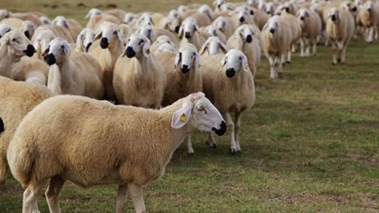 Köye dönene 300 koyun et ithalatını bitirecek