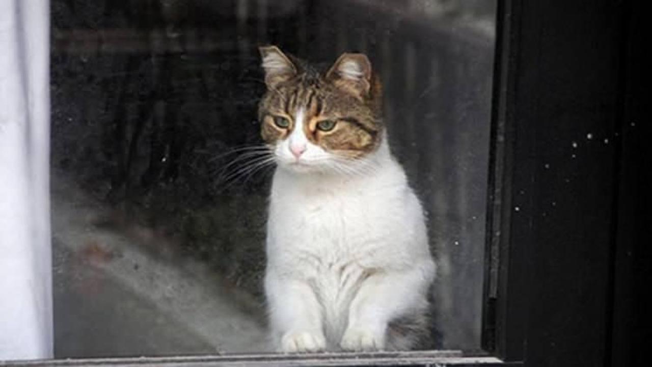 Mahsur kalan kedi savcılık izniyle kurtarıldı