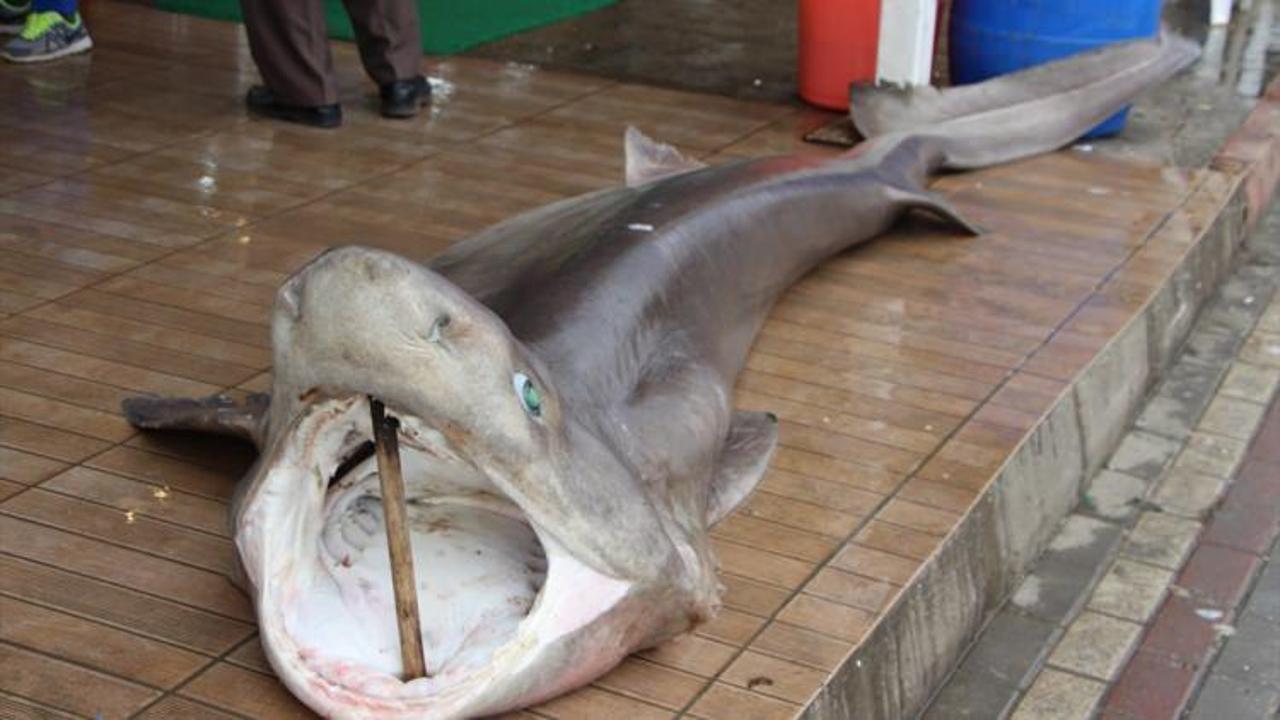 Kuzey Ege'de 4,5 metrelik köpek balığı yakalandı