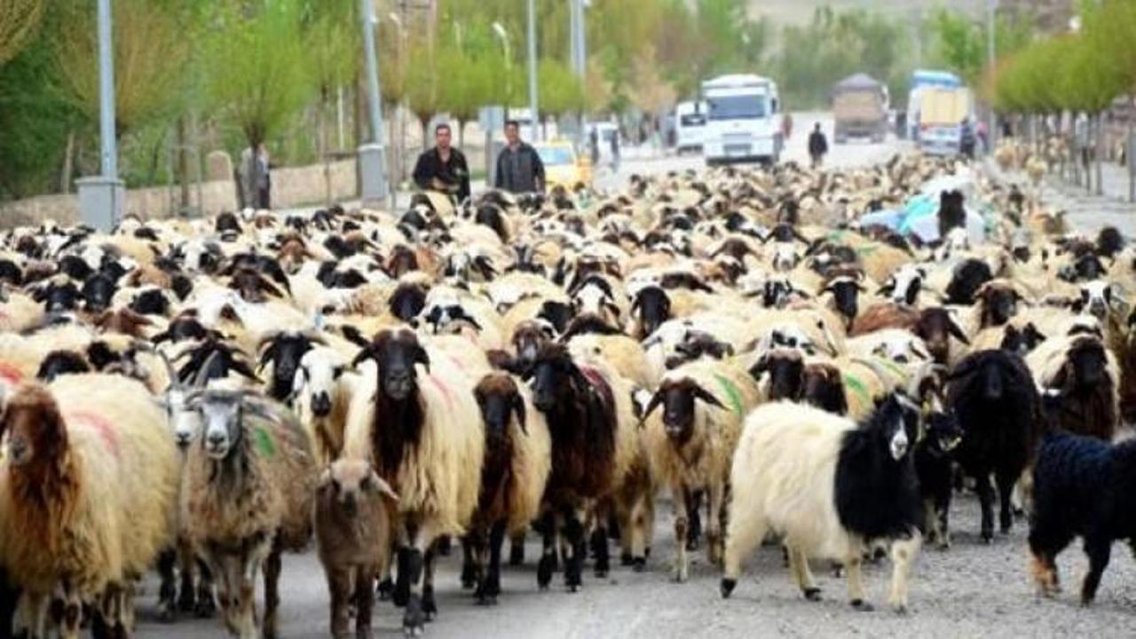 300 koyun projesi'ne yoğun talep