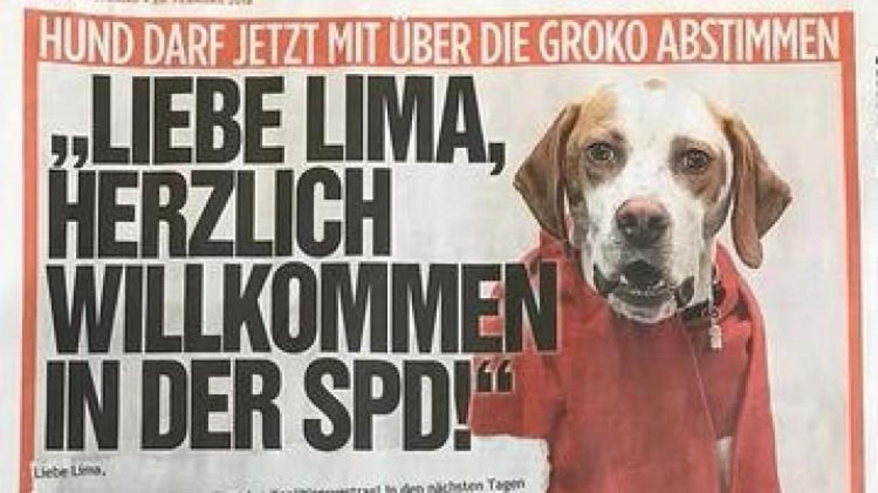 Köpek Lima’yı SPD’ye üye yaptılar!