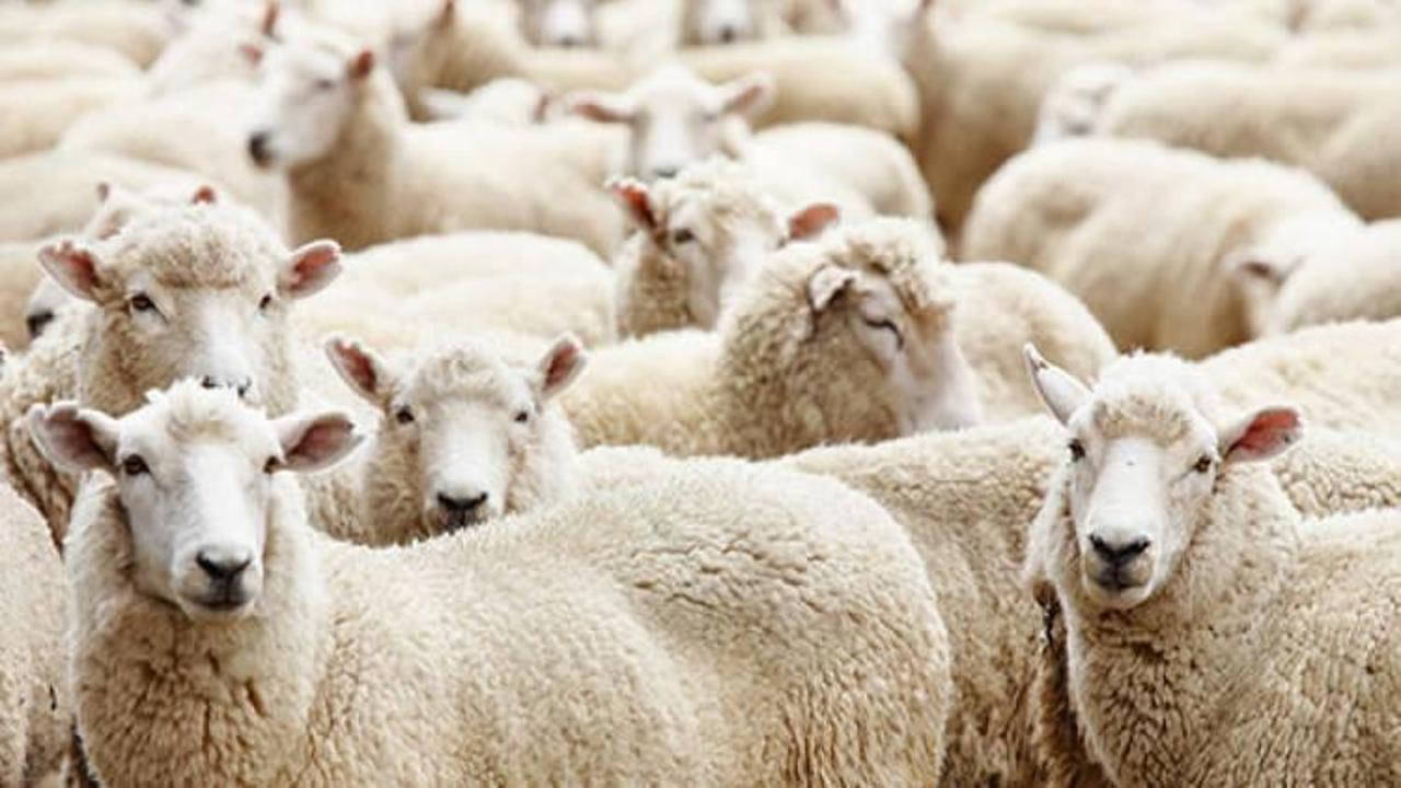 TİGEM 300 koyun başvuruları başladı! 300 koyun başvuru şartları neler?