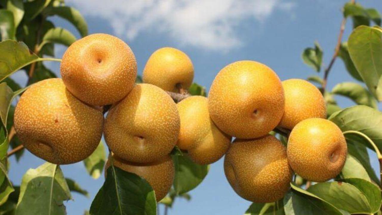 Naşi armudu nedir, faydaları nelerdir?