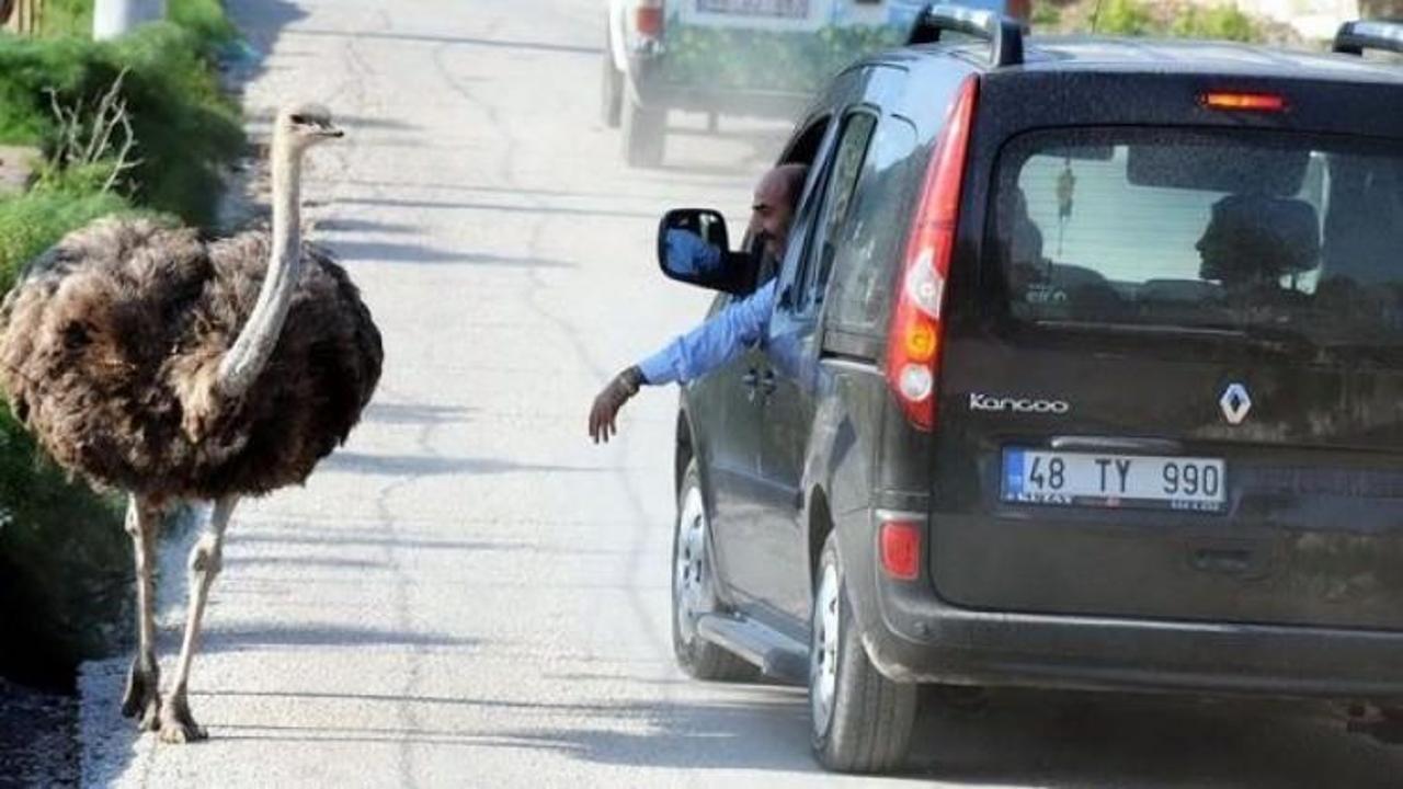 S&uuml;r&uuml;c&uuml;ler şaşkın! Nereye b&ouml;yle Bihter...