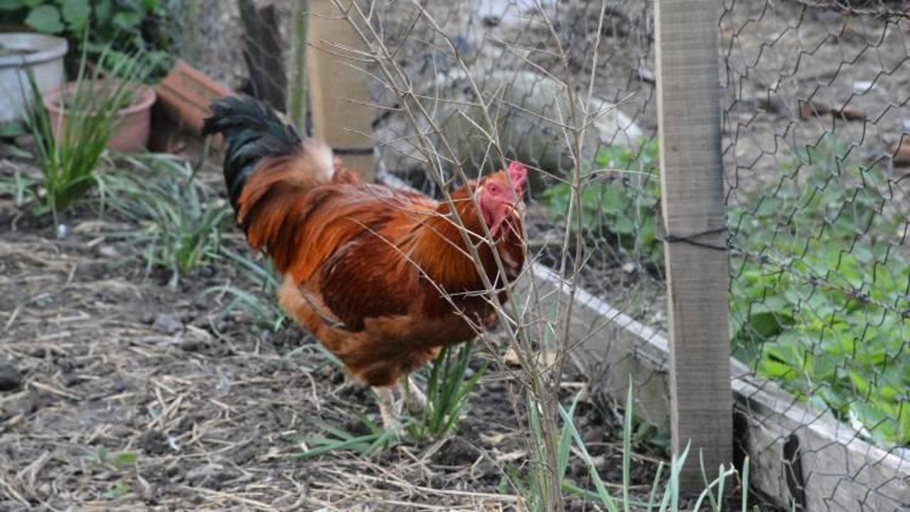 Horoz yumurtladı! K&ouml;yl&uuml;ler şaşkın...