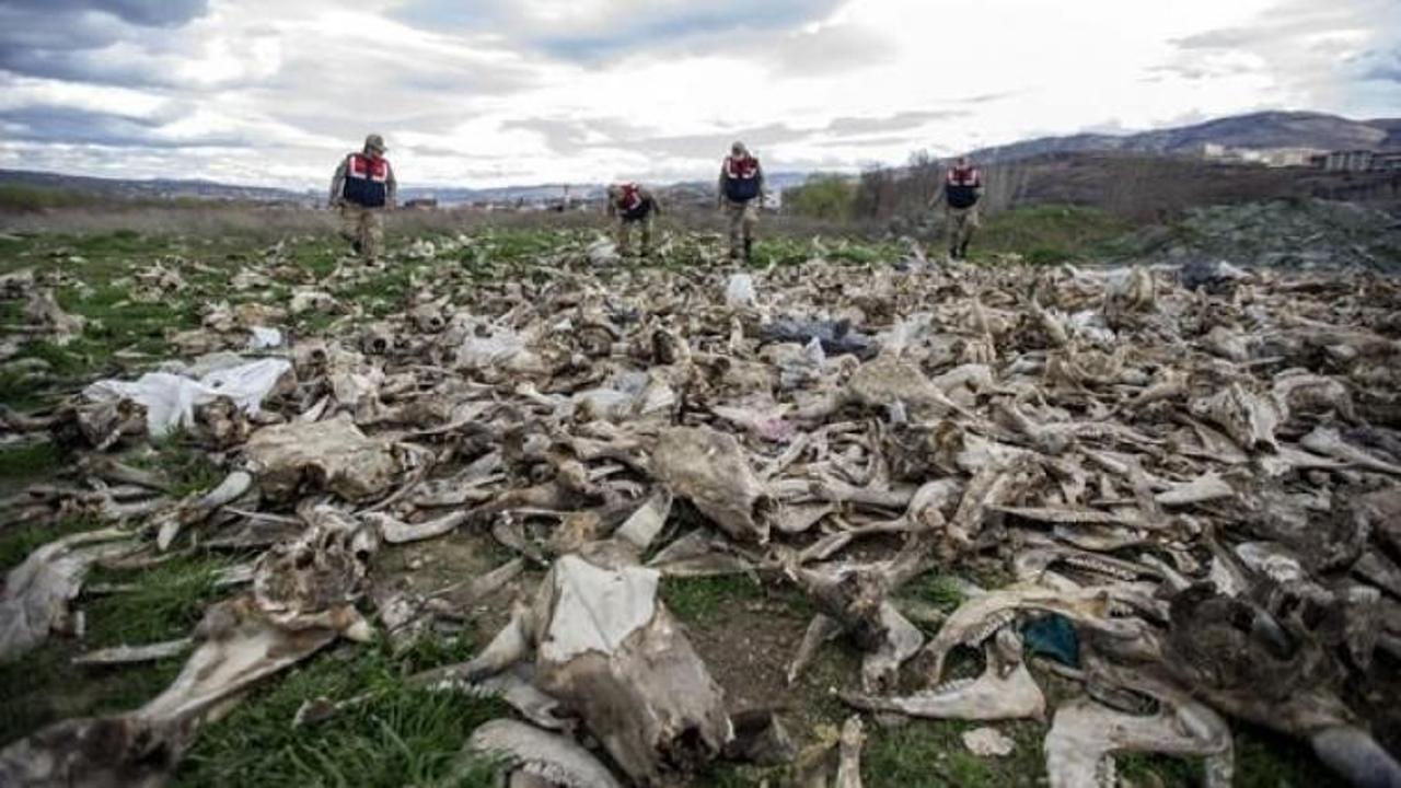 Y&uuml;zlerce kafatası! G&ouml;renler şoke oldu...