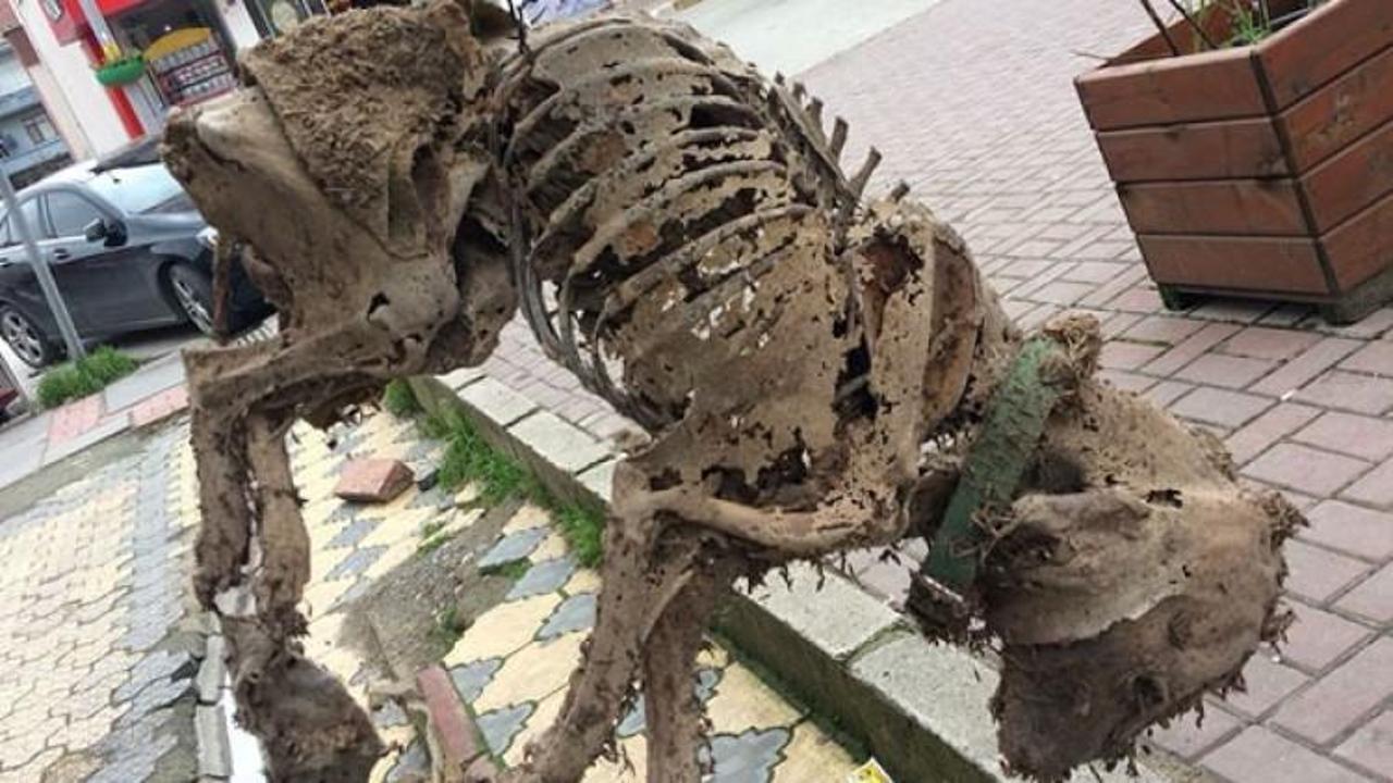 Asans&ouml;rde bulundu! G&ouml;renler şaşkına d&ouml;nd&uuml;