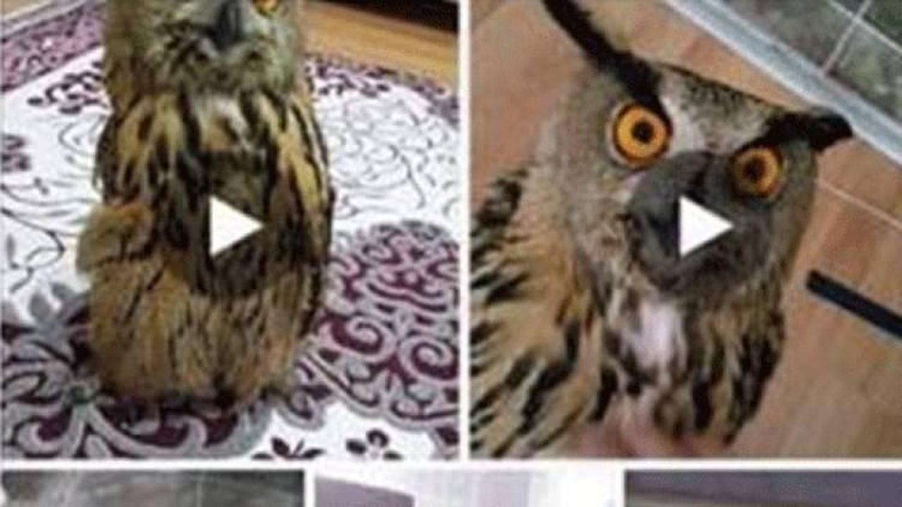 Baykuşu sosyal medyada satışa çıkardı