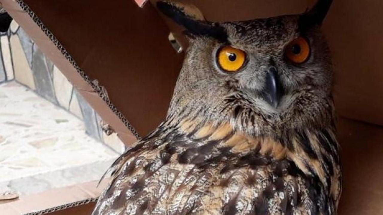 Baykuşu satışa &ccedil;ıkardı, b&uuml;y&uuml;k şok yaşadı!