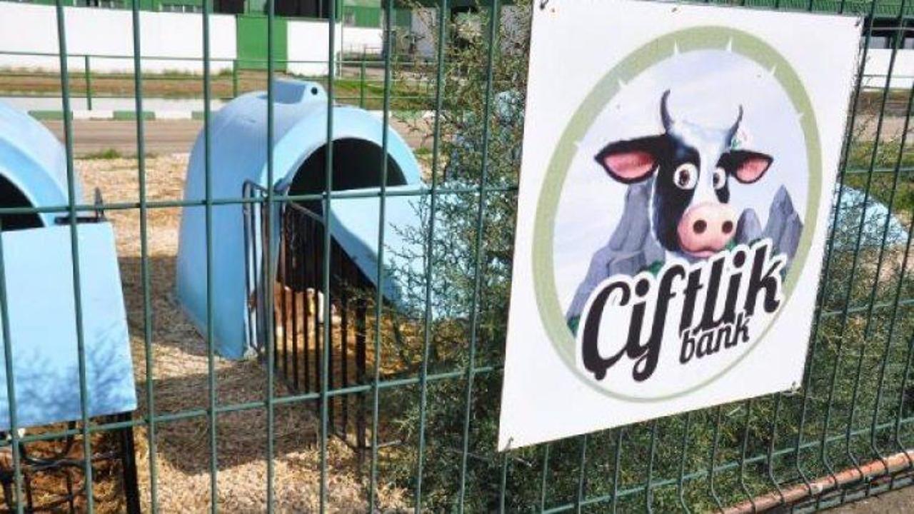 Çiftlik Bank'ta hayvanların bakımı yapılıyor!